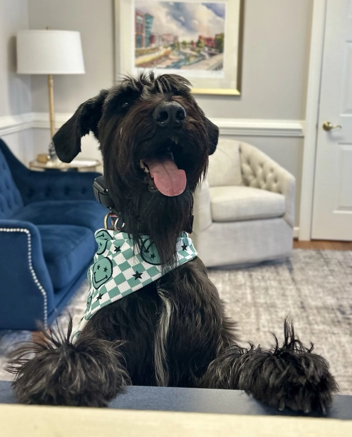 Ivy the office dog